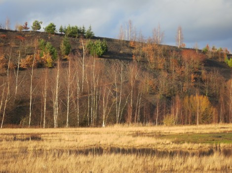 Bas pâturage Terril des argales, Rieulay (59, nord)