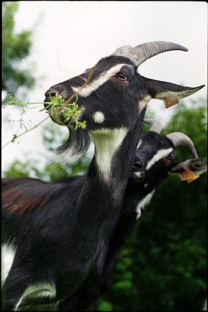 Chèvre poitevine