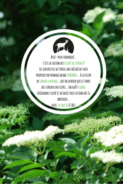Visuel fromage blanc sureau2