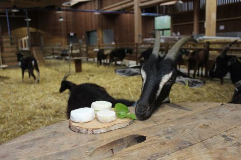 12977259_1233140963364340_7479342825154739154_o