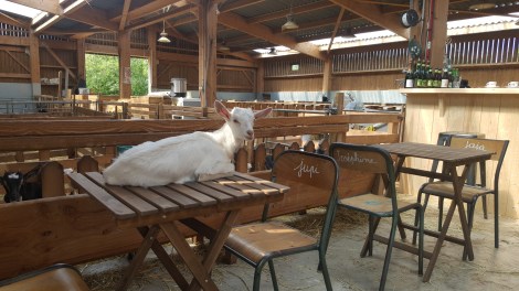 33299651_211078429670636_2466870077694148608_o