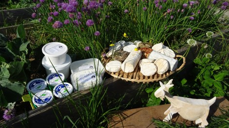 Fromages au potager